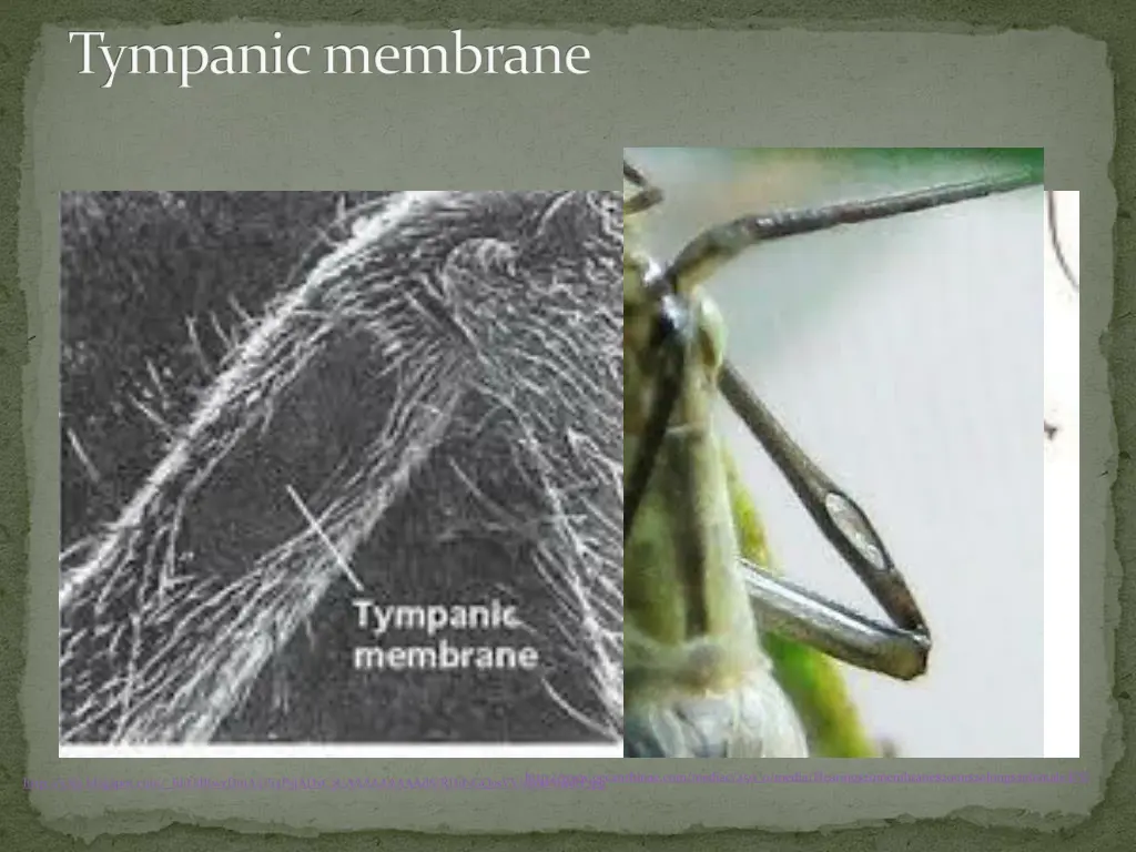 tympanic membrane