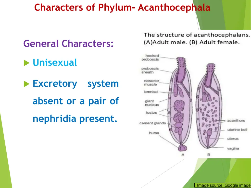 characters of phylum acanthocephala 2