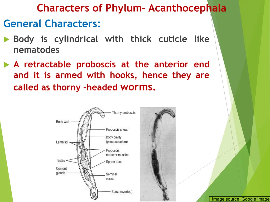 characters of phylum acanthocephala