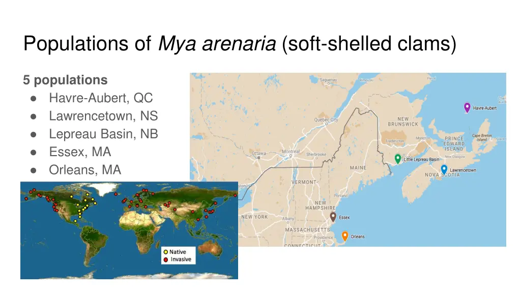 populations of mya arenaria soft shelled clams