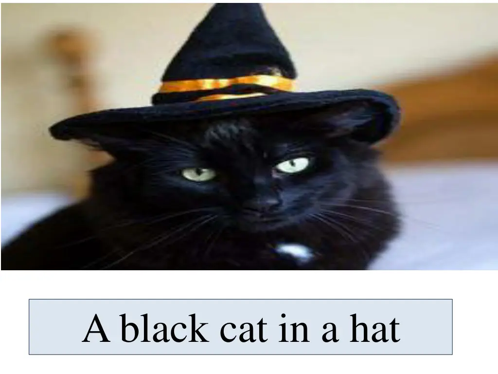 a black cat in a hat