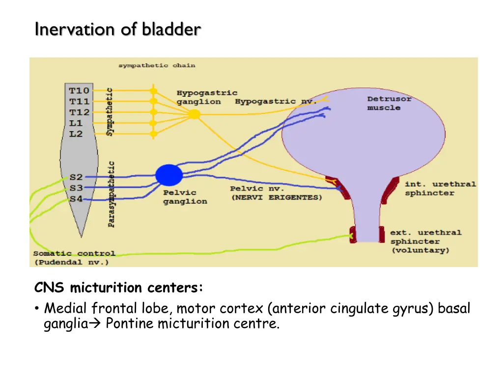 inervation of bladder