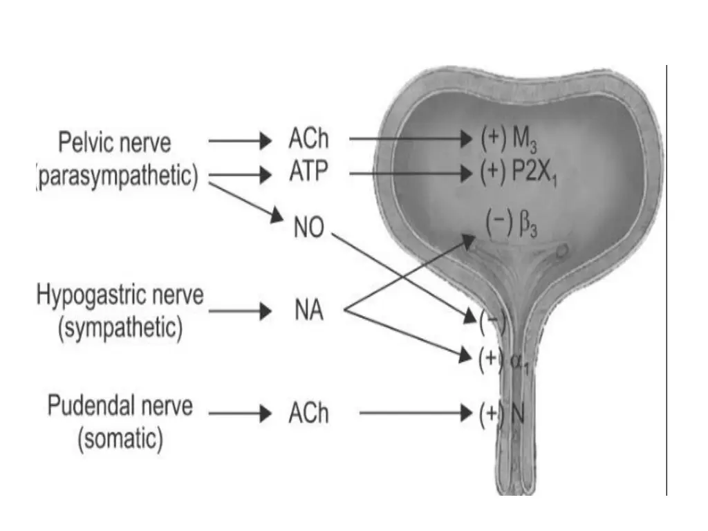 slide41