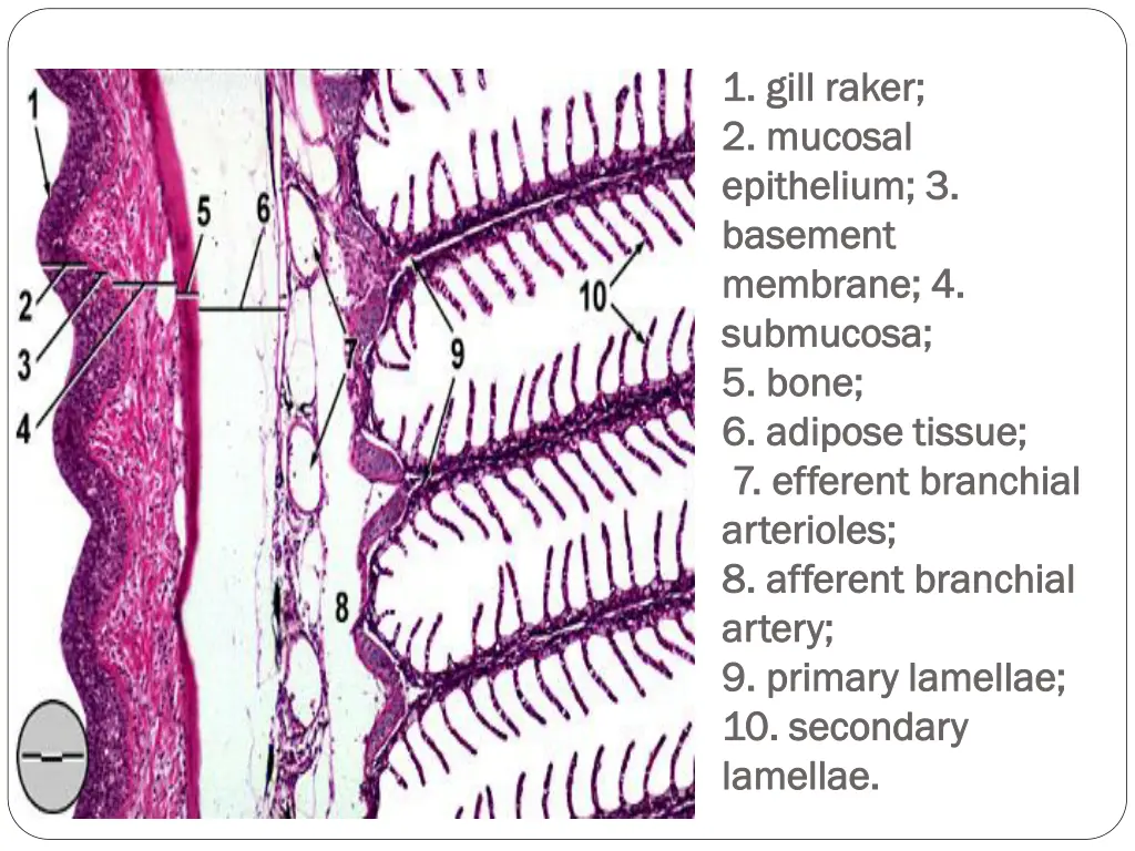 1 gill 1 gill raker 2 mucosal 2 mucosal