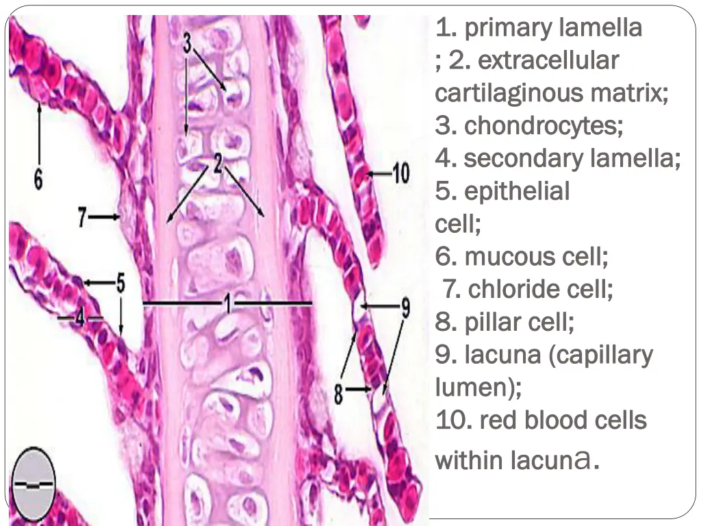 1 primary lamella 1 primary lamella