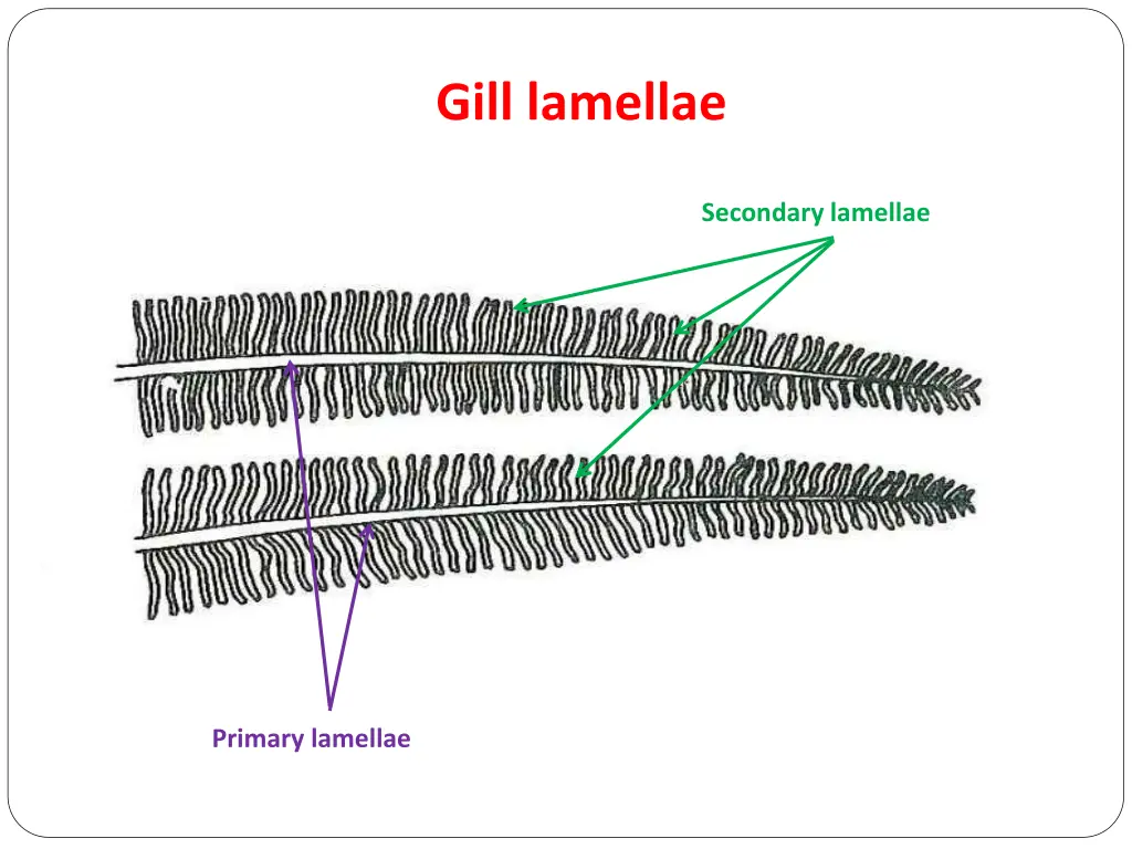 gill lamellae