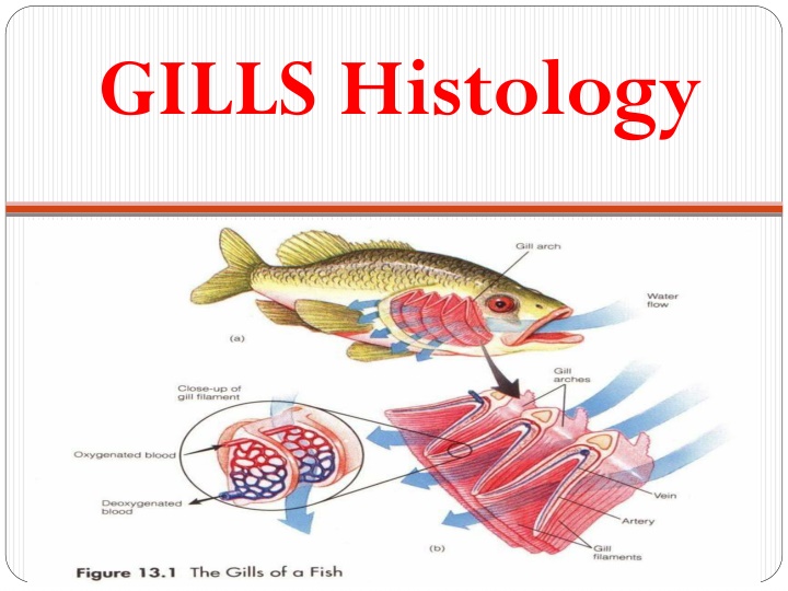 gills histology