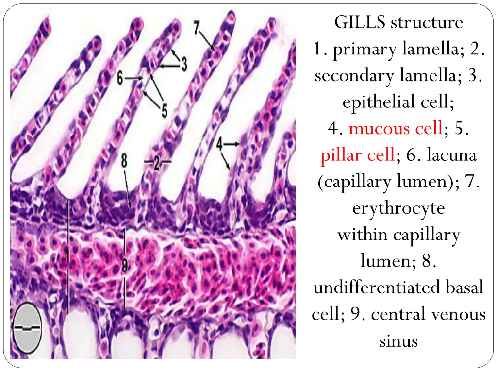 gills structure 1 primary lamella 2 secondary