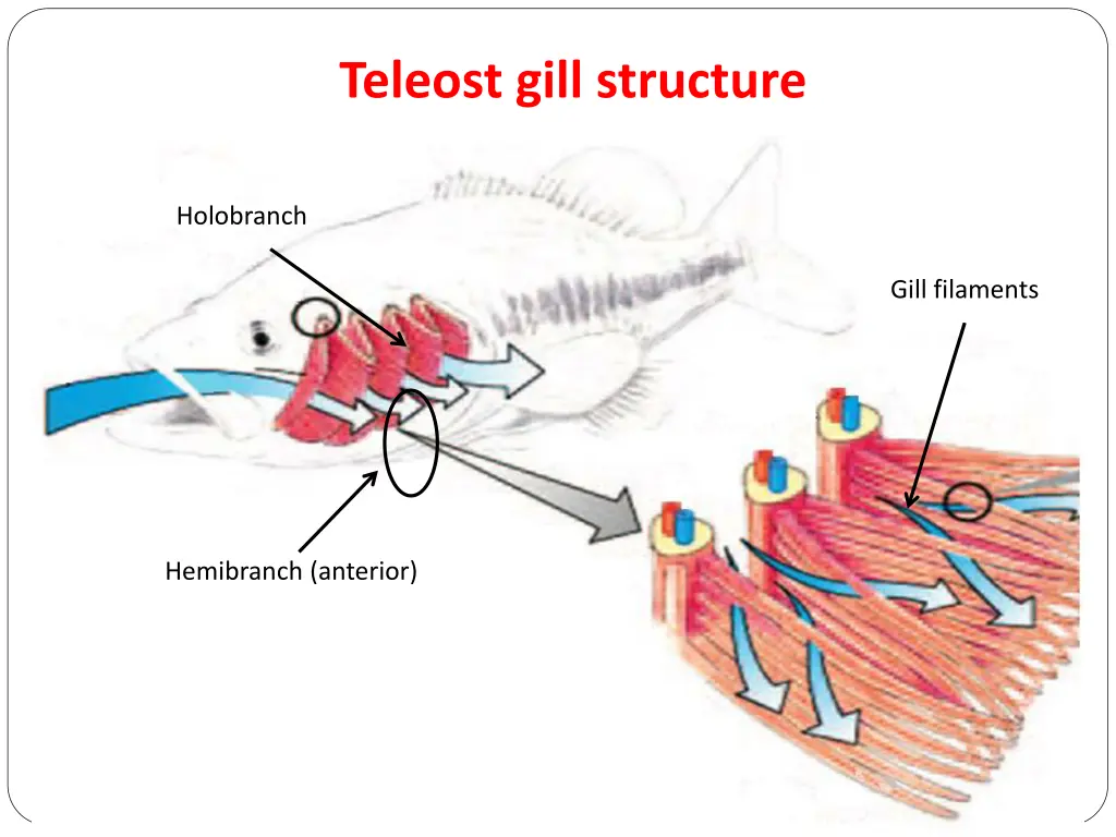 teleost gill structure