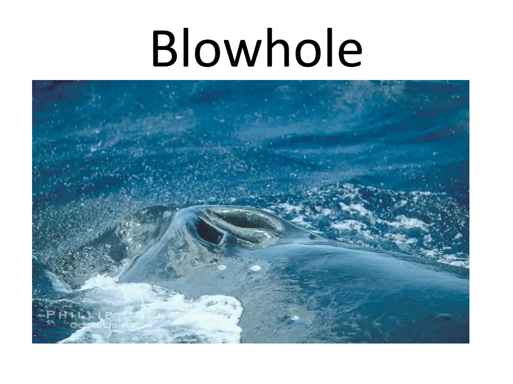 blowhole