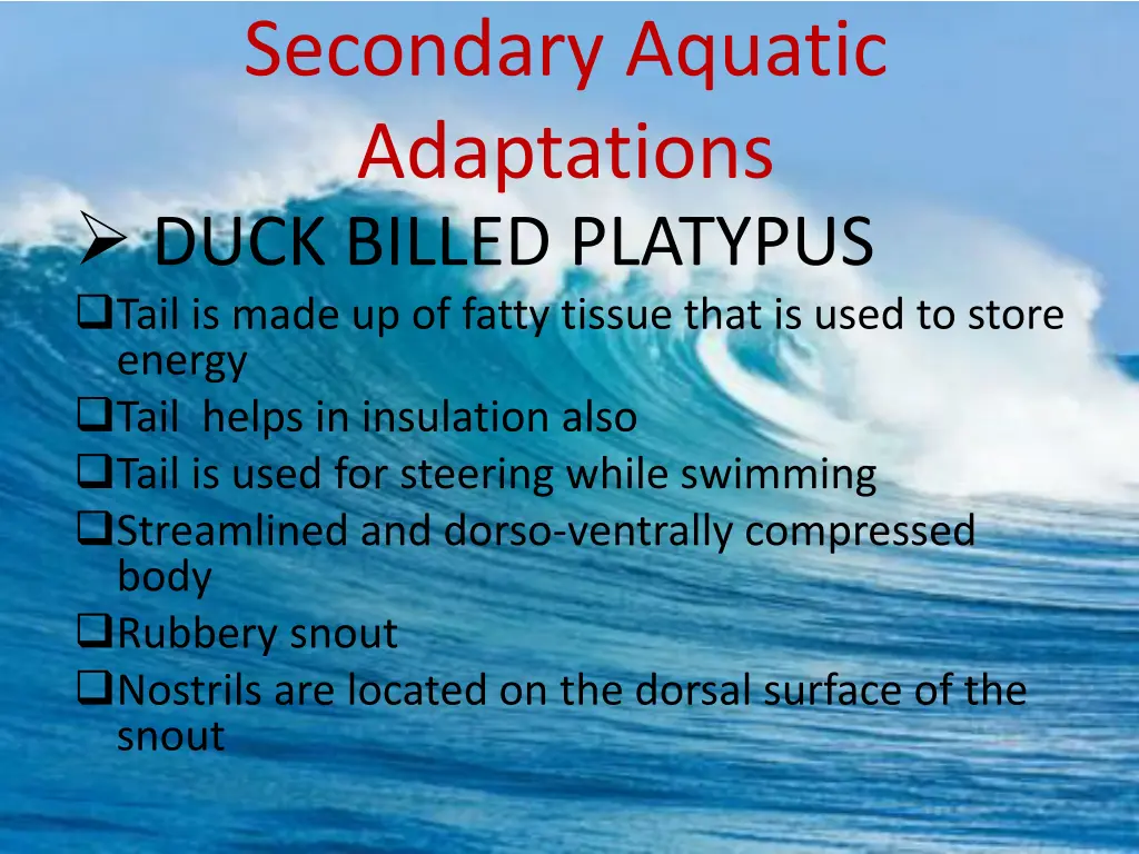 secondary aquatic adaptations duck billed