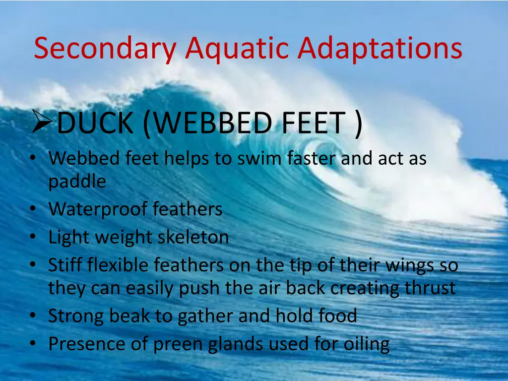 secondary aquatic adaptations