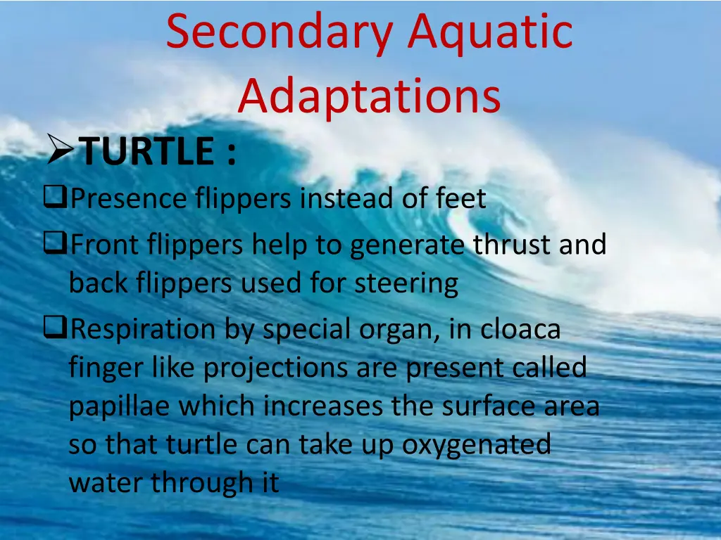 secondary aquatic adaptations turtle presence