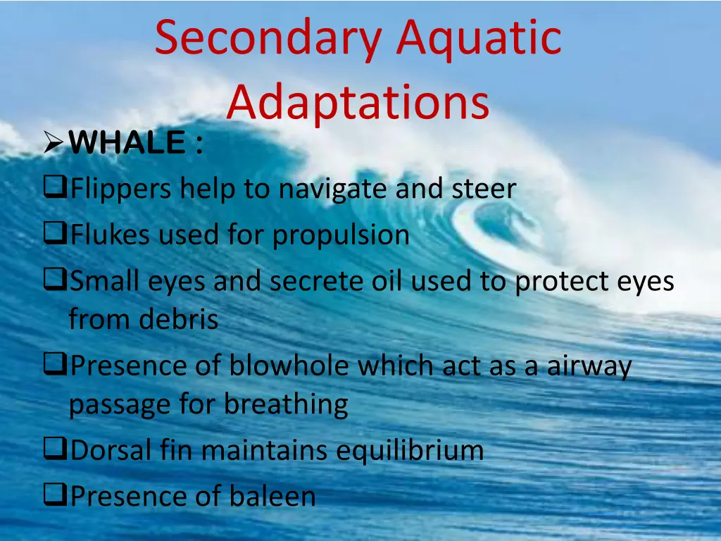 secondary aquatic adaptations whale flippers help