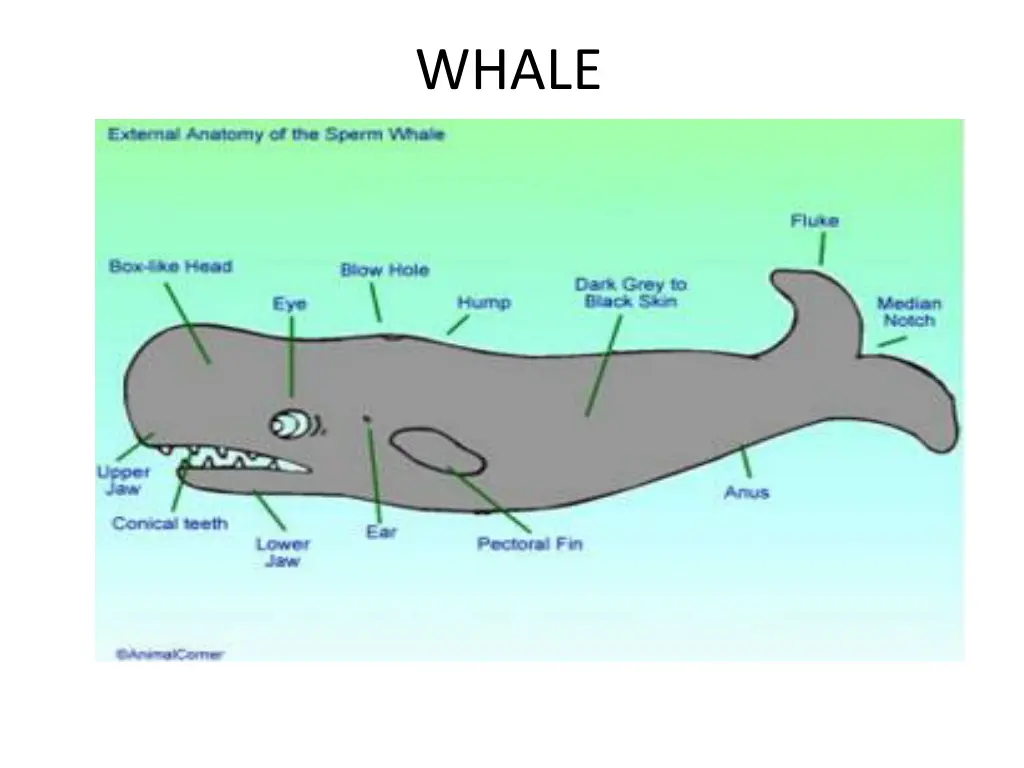 whale