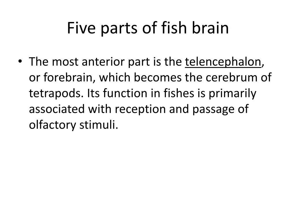 five parts of fish brain 1