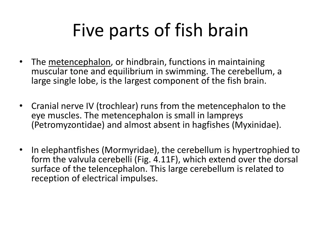 five parts of fish brain 4