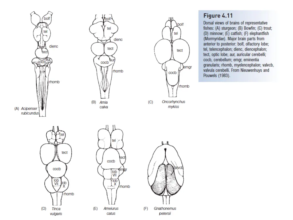 the brain can be divided into fi ve parts from