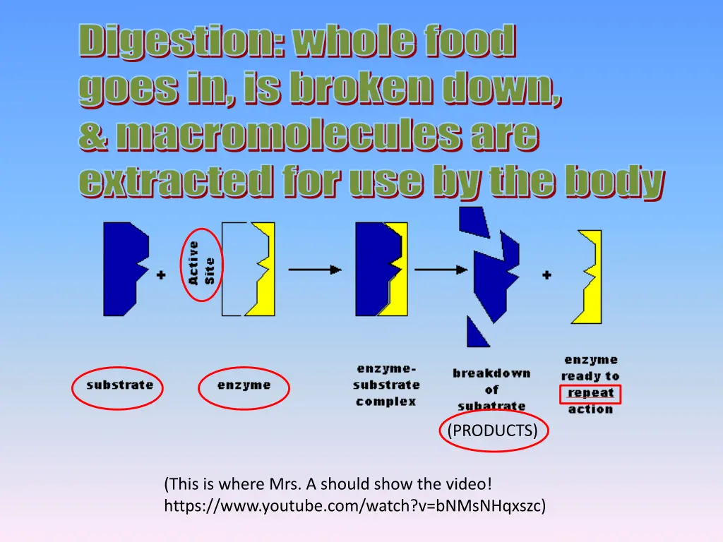 digestion whole food goes in is broken down