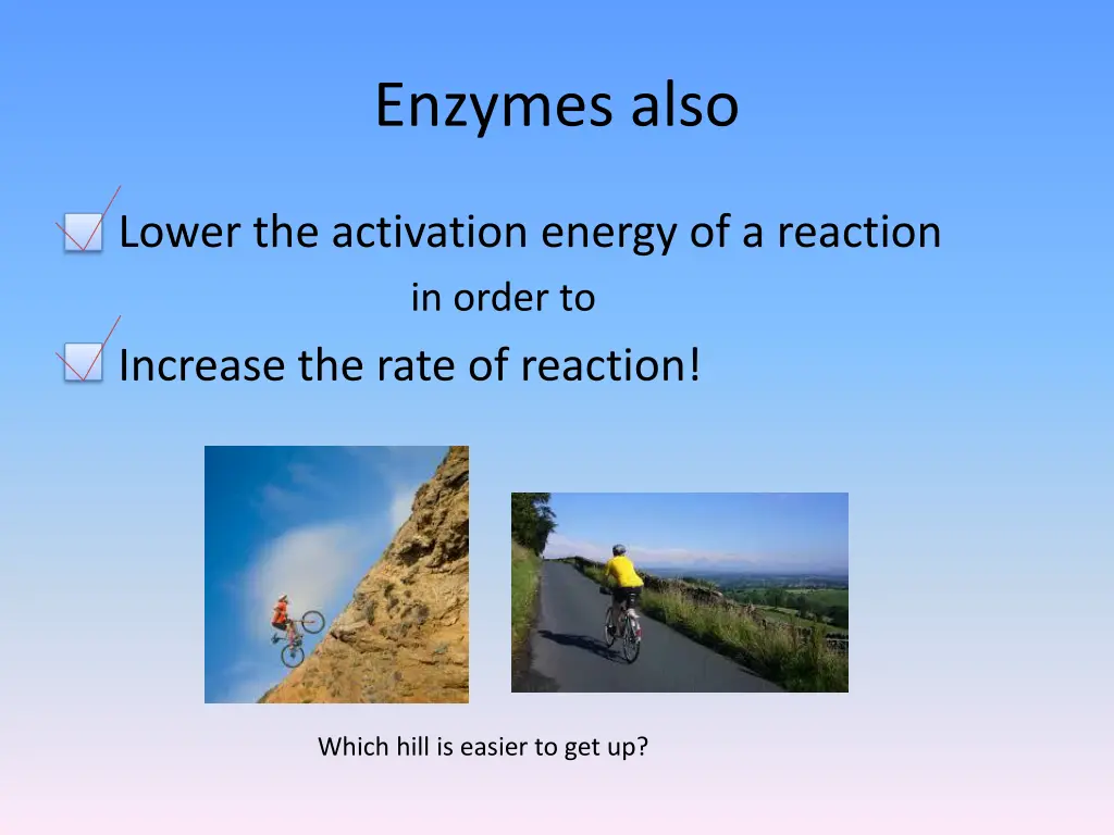 enzymes also