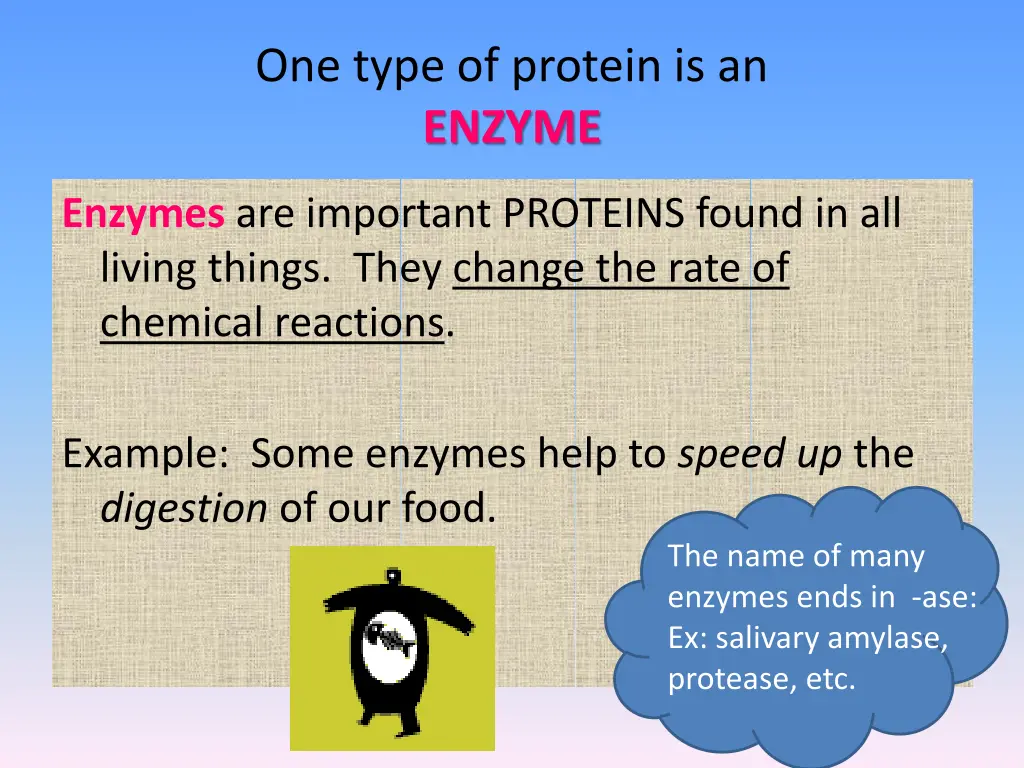 one type of protein is an enzyme