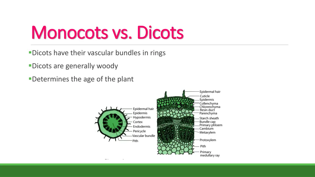 monocots vs dicots monocots vs dicots 1