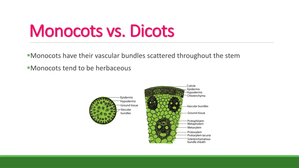 monocots vs dicots monocots vs dicots