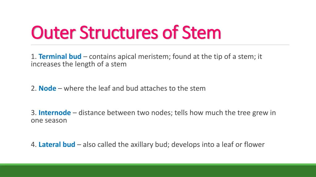 outer structures of stem outer structures of stem