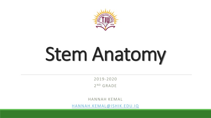 stem anatomy stem anatomy