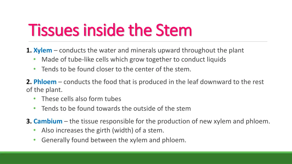 tissues inside the stem tissues inside the stem