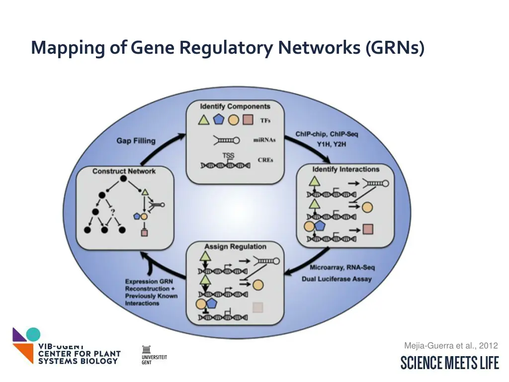 mapping of gene regulatory networks grns