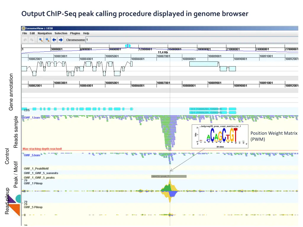 output chip seq peak calling procedure displayed