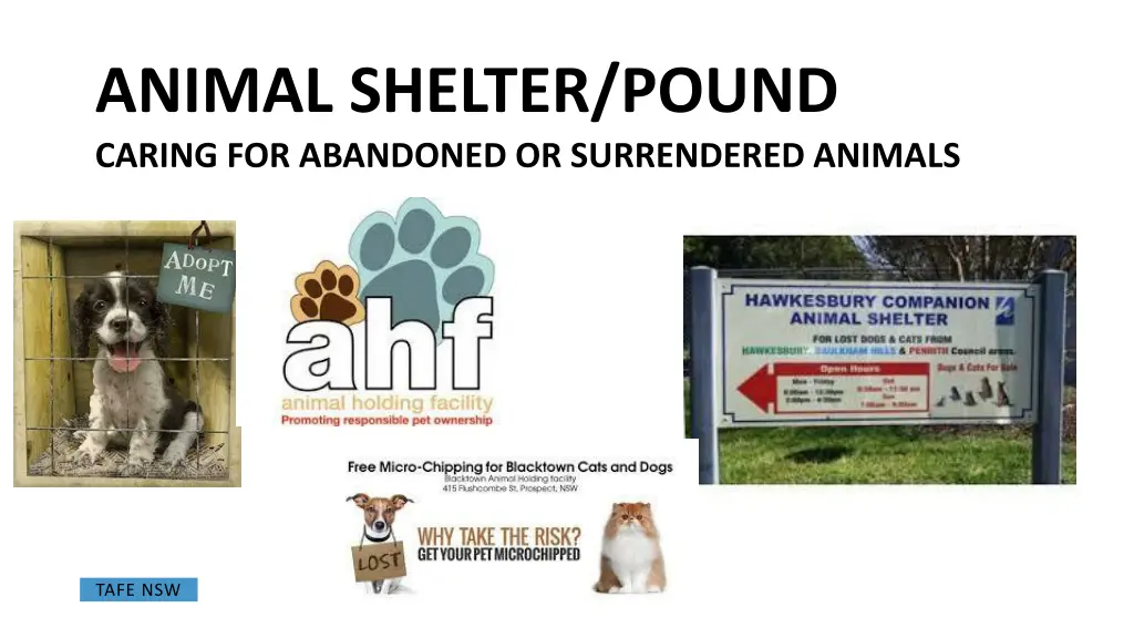 animal shelter pound caring for abandoned