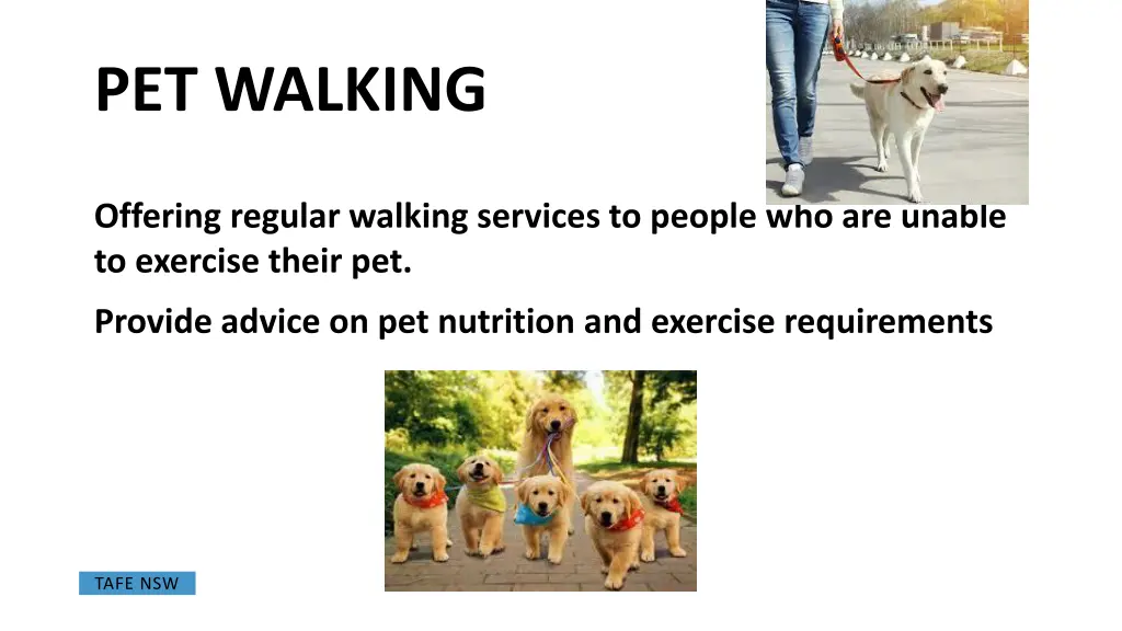 pet walking