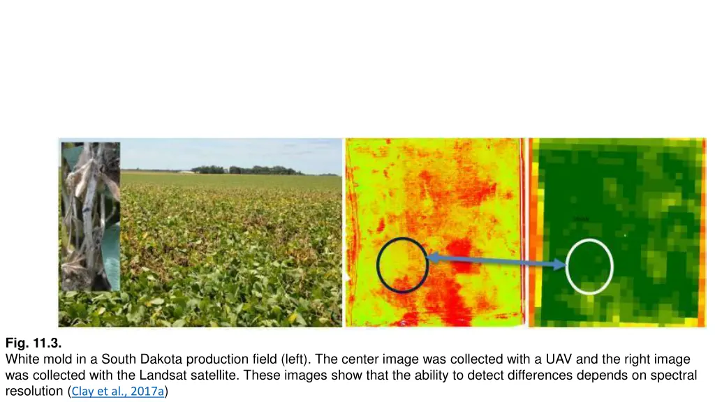 fig 11 3 white mold in a south dakota production