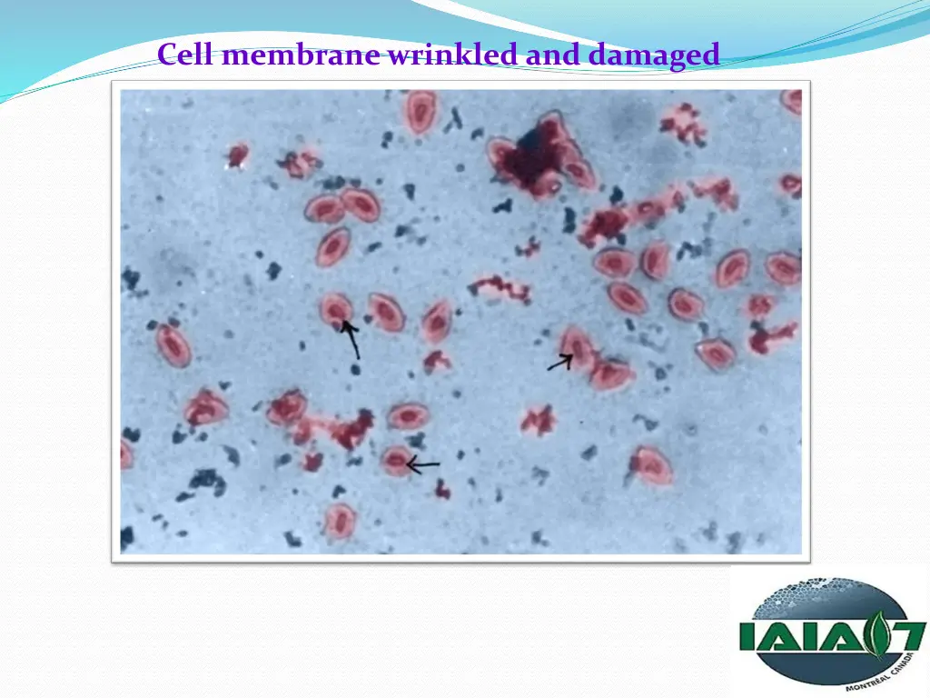 cell membrane wrinkled and damaged