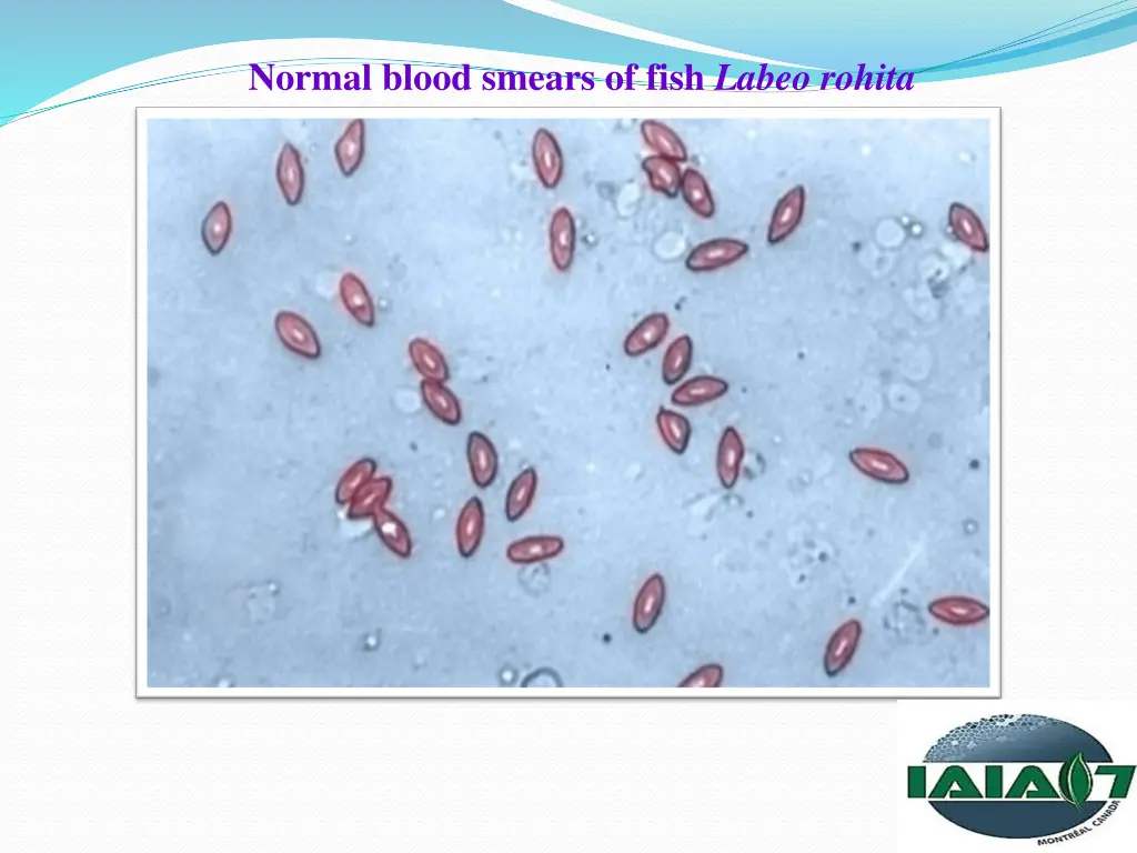 normal blood smears of fish labeo rohita