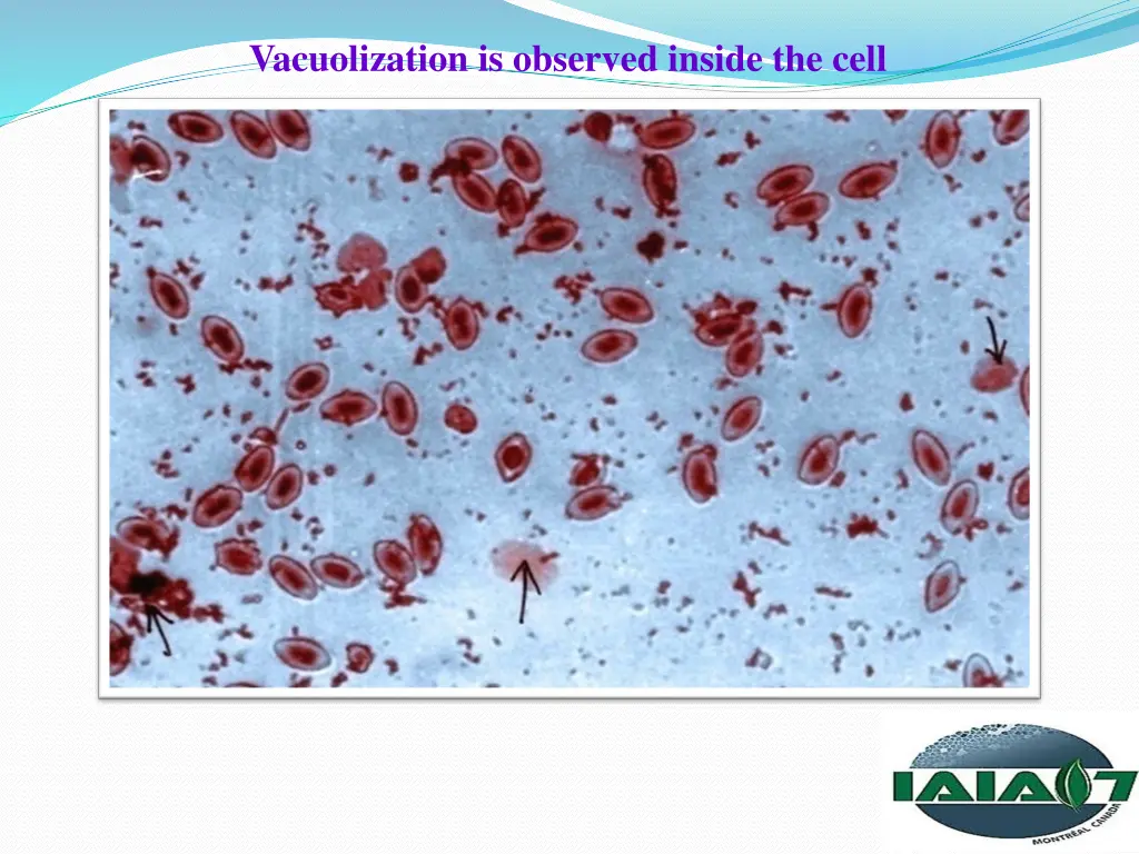 vacuolization is observed inside the cell