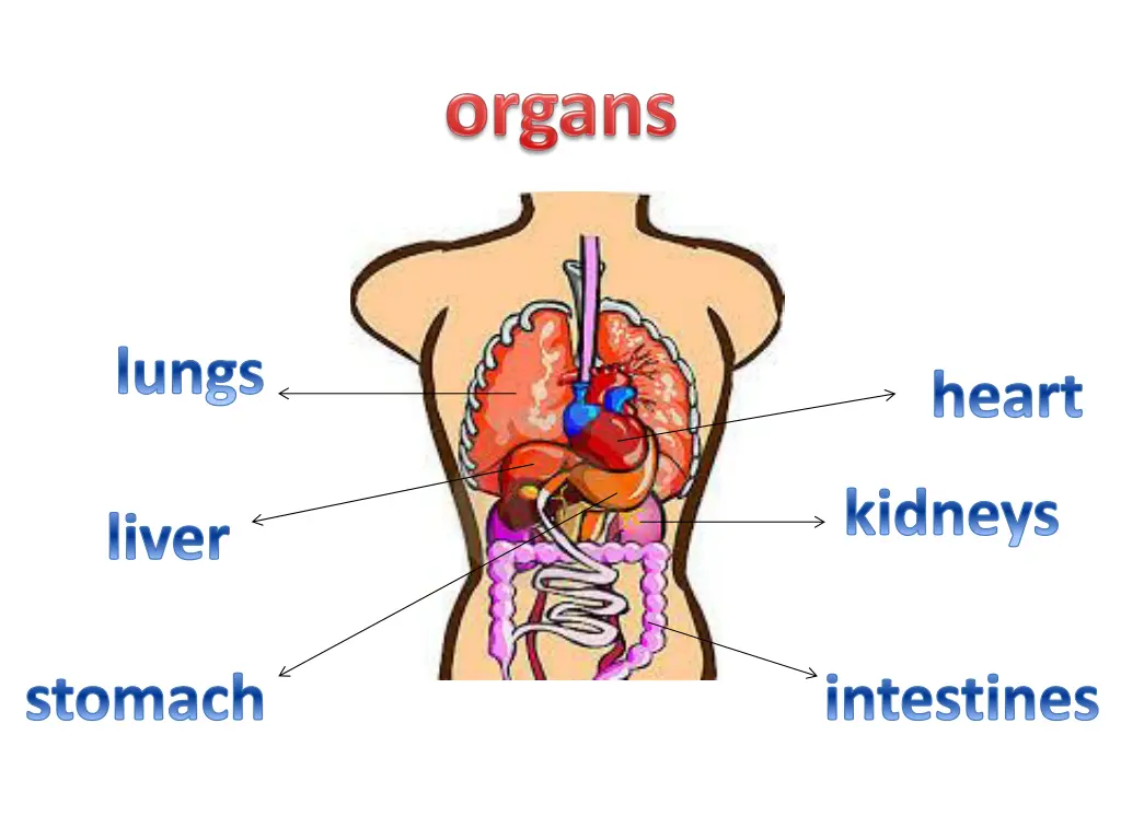 lungs