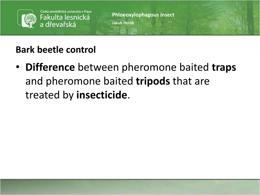 phloeoxylophagous insect 14