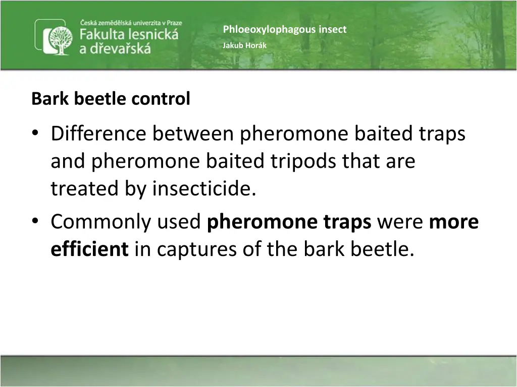 phloeoxylophagous insect 15