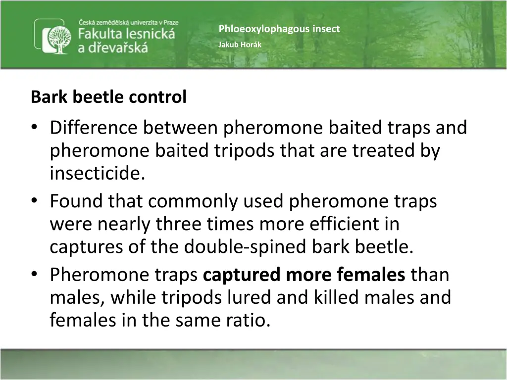 phloeoxylophagous insect 16