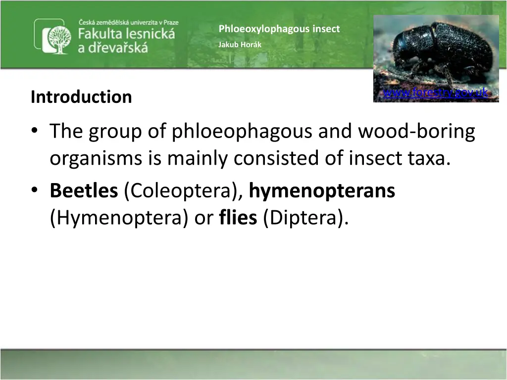 phloeoxylophagous insect 2