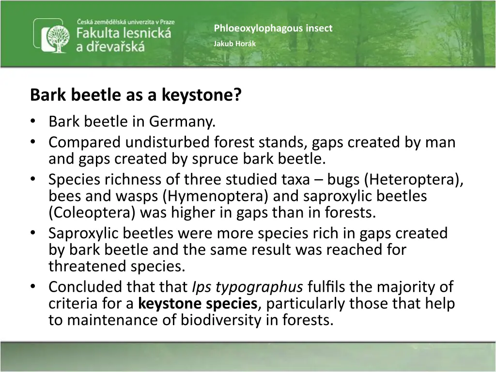 phloeoxylophagous insect 31