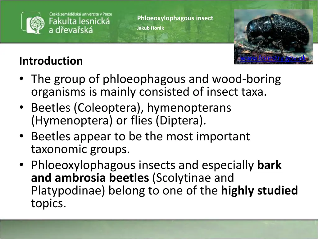 phloeoxylophagous insect 4