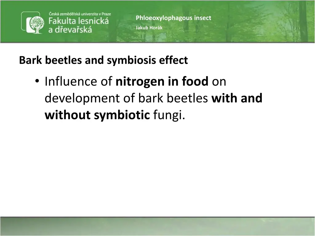 phloeoxylophagous insect 41