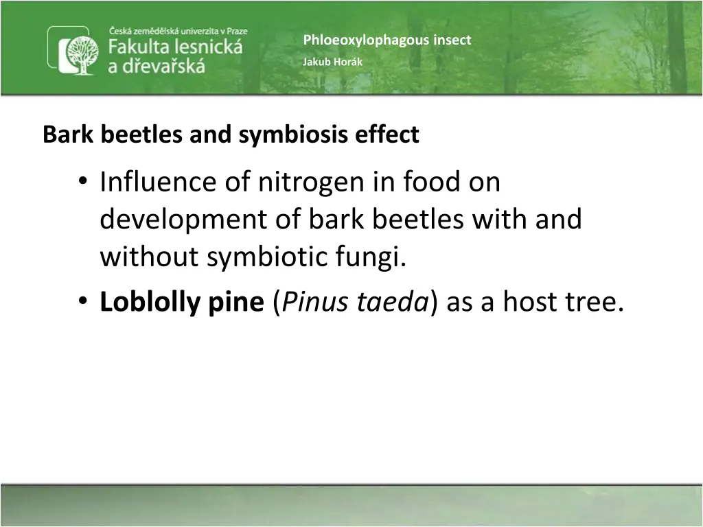 phloeoxylophagous insect 42