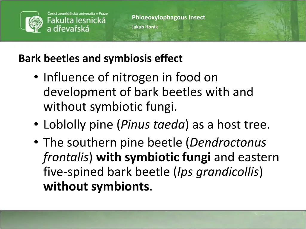 phloeoxylophagous insect 43