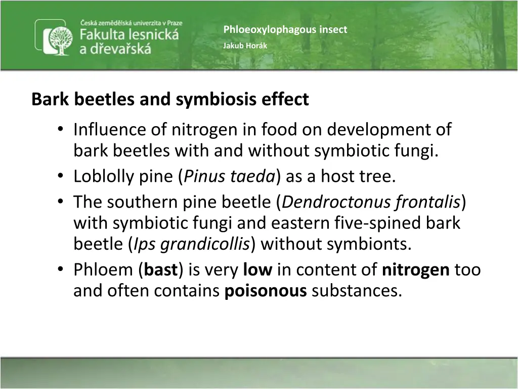 phloeoxylophagous insect 44