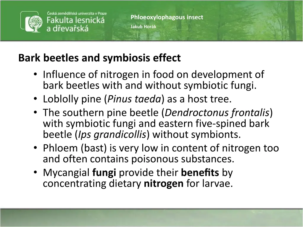 phloeoxylophagous insect 45